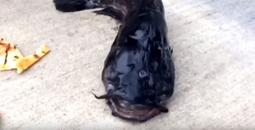 Atrapan a pez-gato de tres ojos en Brooklyn