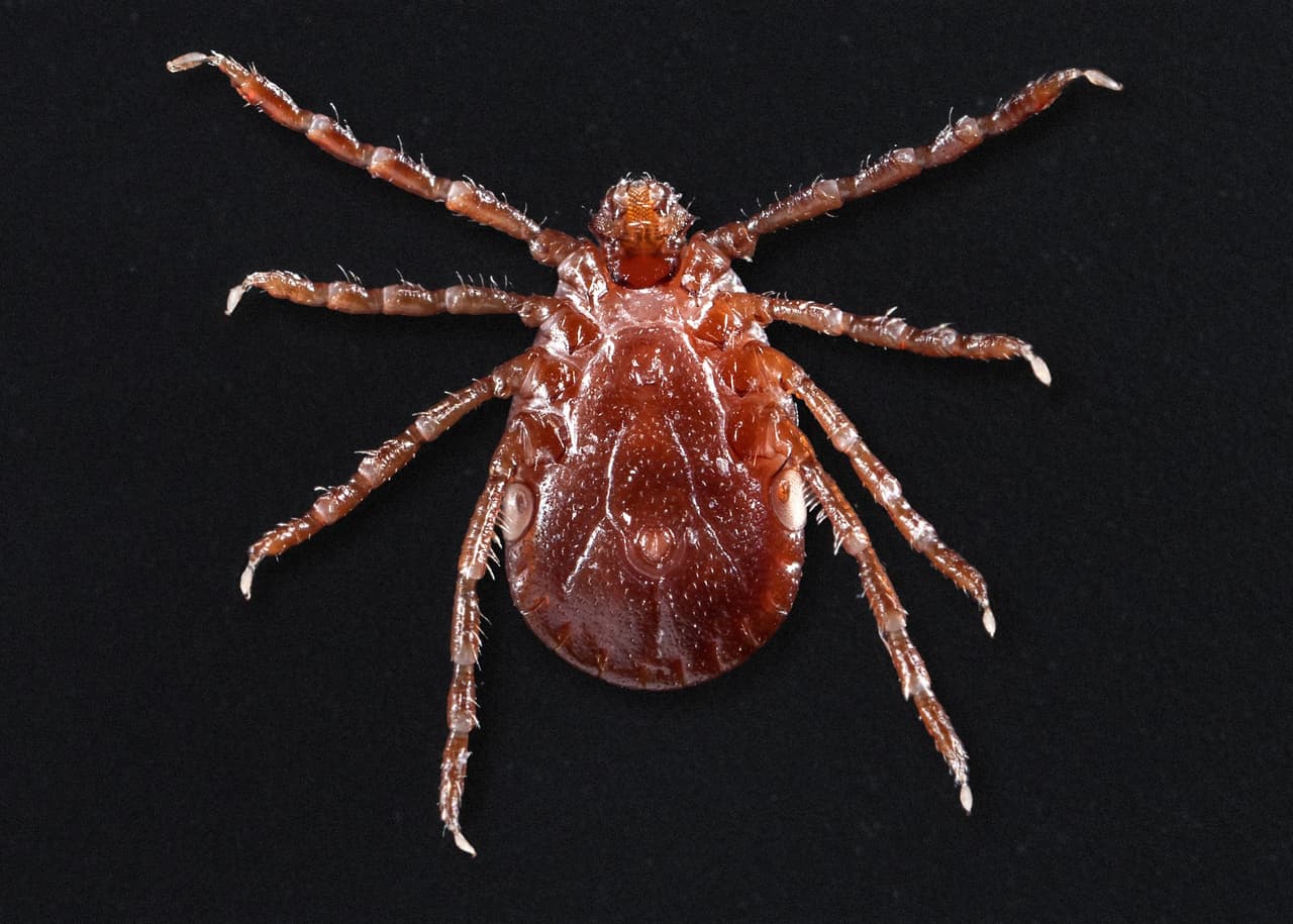 Las instrucciones para la eliminación de garrapatas y el conocimiento de los síntomas están disponibles en el 
<a href="http://www.dph.illinois.gov/topics-services/environmental-health-protection/structural-pest-control/common-ticks" target="_blank">sitio web de IDPH</a>. 
<br>