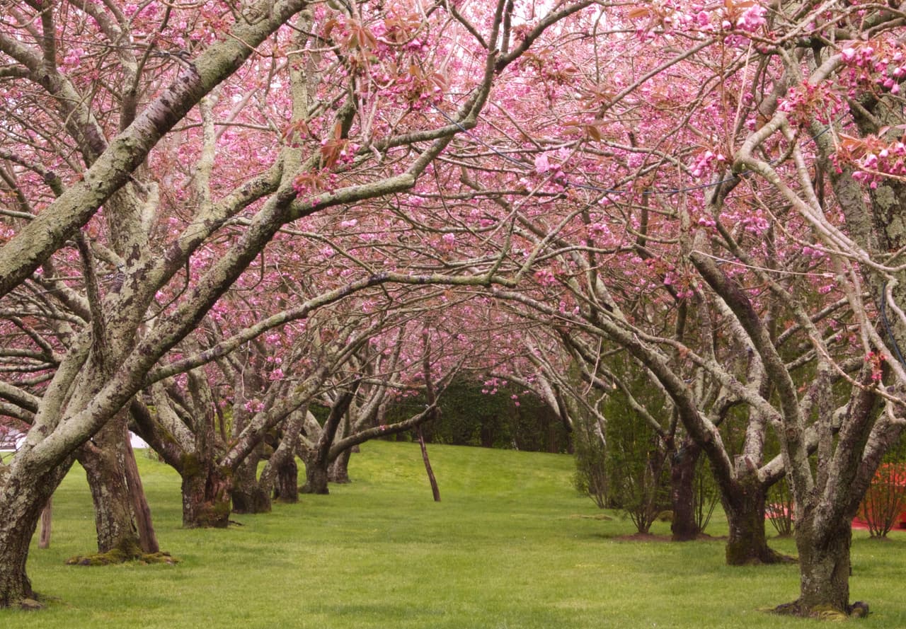 <b>En Los Hamptons</b>, donde los residentes se enorgullecen de decir que tienen 400 árboles por milla cuadrada, se pueden admirar muchos árboles de cerezos en flor.
