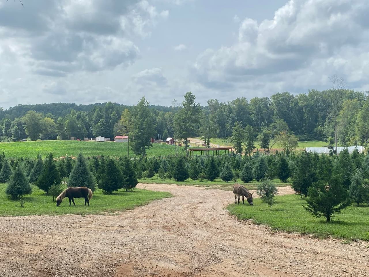 <b>Sleepy Hollow Farm (A partir del 18 de noviembre)</b>
<br>
<b>Dirección</b>: 628 Sleepy Hollow Road. Powder Springs, GA
<br>
<b>Teléfono</b>: 770-880-8846
<br>
<b>Sitio web</b>: 
<a href="https://www.sleepyhollowtrees.com/christmas-trees">https://www.sleepyhollowtrees.com/christmas-trees</a> 
<br>
<b><a href="https://maps.app.goo.gl/2vXZ9p9Pc5oMwhRTA">Cómo llegar</a></b>
<br>
<br>Esta granja cuenta con actividades de temporada para niños, incluidos paseos en carruajes y atracciones. Al entrar, los clientes reciben una sierra para cortar sus propios árboles de Navidad.