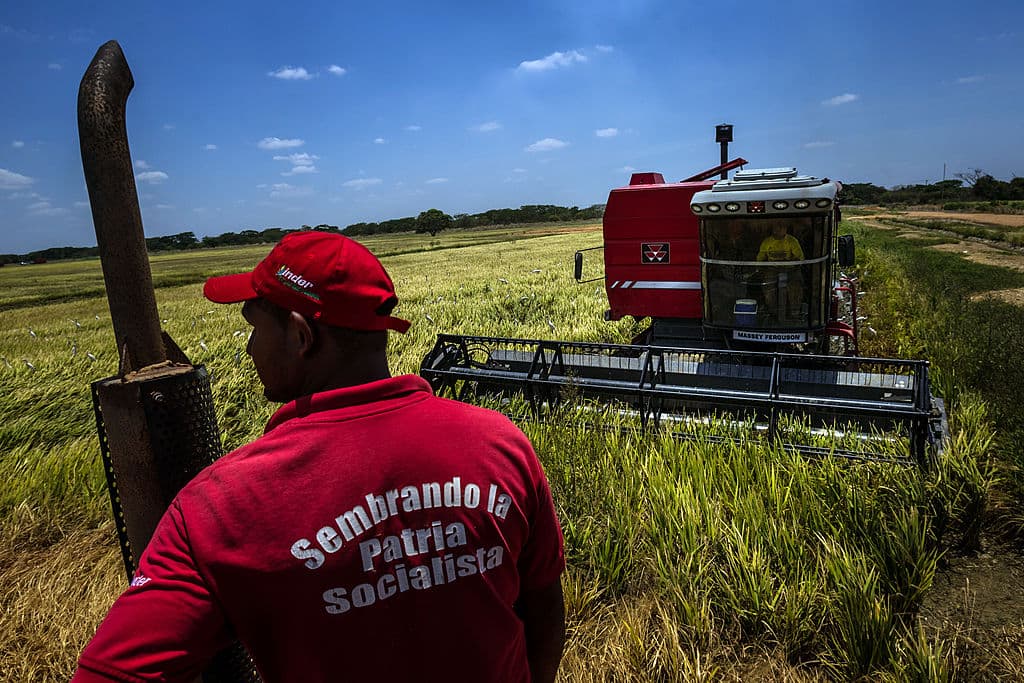 Trabajadores en una plantación de arroz estatal en Guárico.