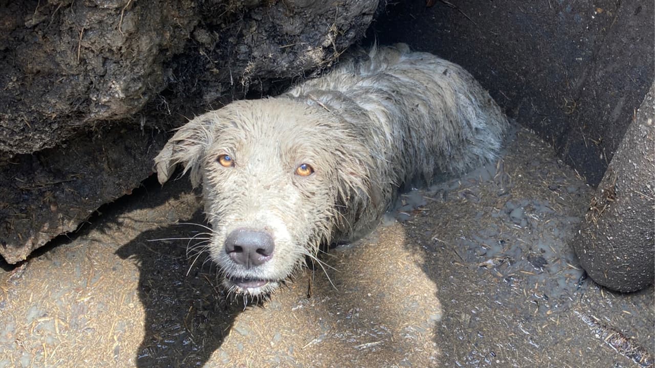 El perro es raza Gran Pirineo y quedó atrapado en un fango cerca del Sims Bayou, al suroeste de Houston.