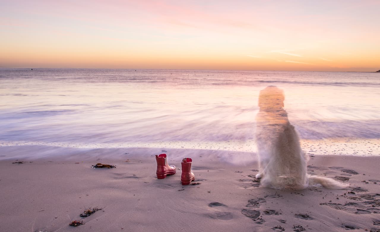 <b>Fantasmas animales</b>
<br>En el caso de estos entes, pese a la creencia de que no tienen alma, algunos ocultistas han explicado las apariciones de animales fantasmas diciendo que, tras morir, el cuerpo astral de algunos animales sobrevive por un tiempo (que va de días a años) hasta que se desgasta y desaparece para siempre. Se cree que esto ocurre sobre todo con los animales que, como consecuencia de sus interacciones con el hombre, han recibido energía astral humana en sus cuerpos astrales de animales.