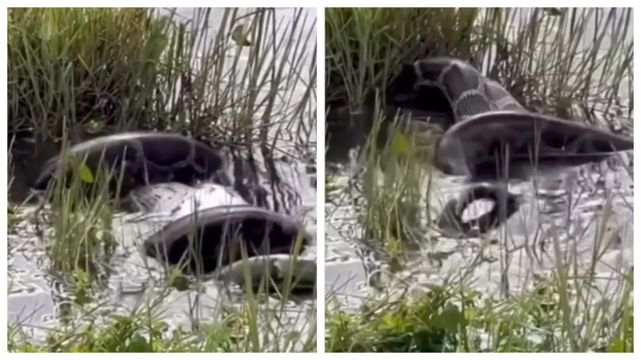 Vecinos de Doral preocupados por la presencia de una enorme pitón en la ciudad