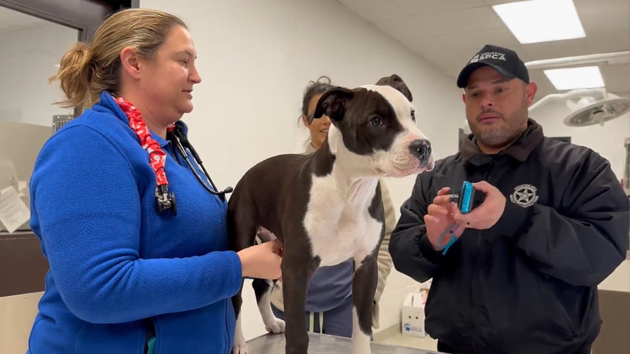 El dueño puede enfrentar 2 años de prisión y una multa de 10,000 dólares en caso de ser declarado culpable.