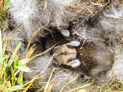 Si tienes mascotas curiosas o niños más pequeños, considera colocar cercas de plástico temporales alrededor del nido. Solo asegúrate de que haya agujeros lo suficientemente grandes como para que la mamá pueda entrar y salir, pero lo suficientemente pequeños como para mantener afuera a las mascotas.