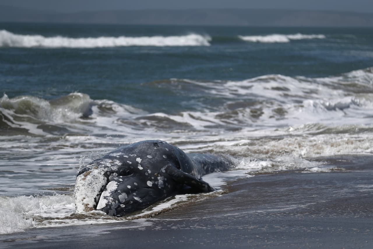 Estas especies siguen la ruta de migración más larga que cualquier otro mamífero en el planeta, con un viaje redondo que puede superar los 20,000 km (13,000 millas). La migración de los cetáceos hacia el sur comienza a fines de septiembre o principios de octubre.