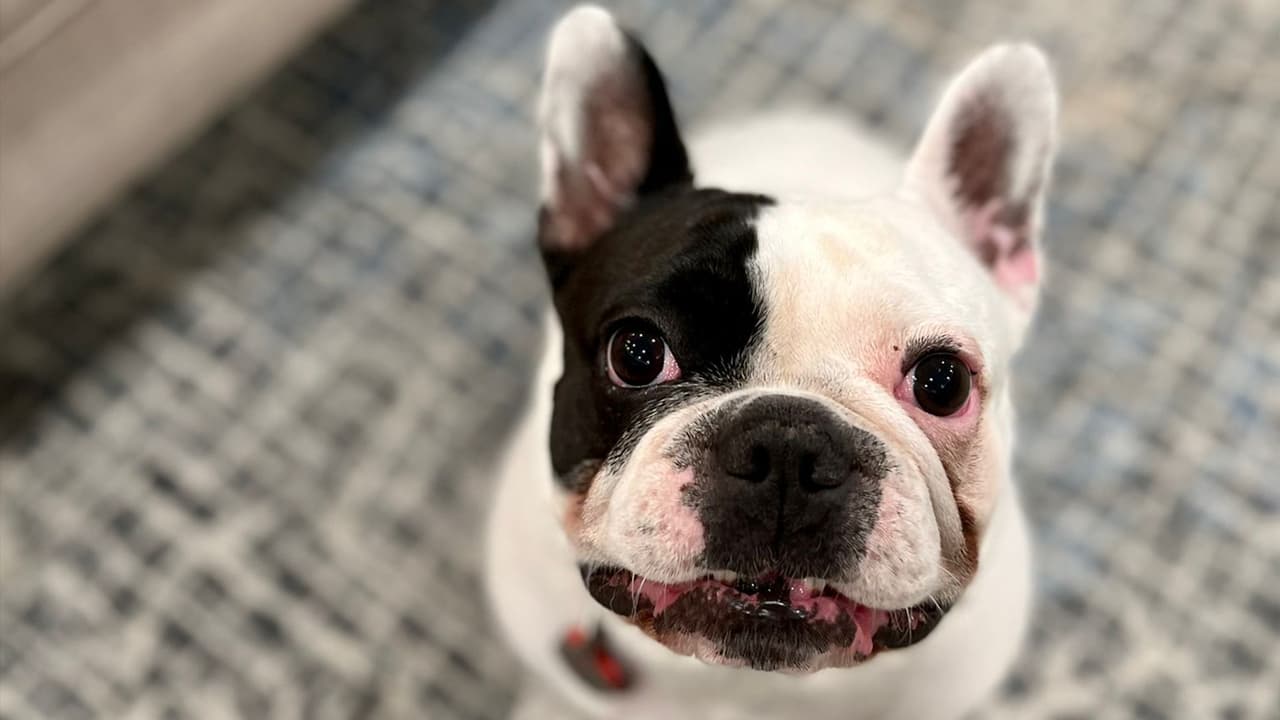 <b>Ambar Leal</b>: Luna frenchie lista para el verano.