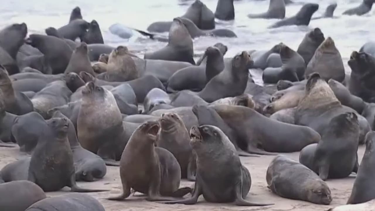 Inesperada invasión de leones marinos en una playa de Chile