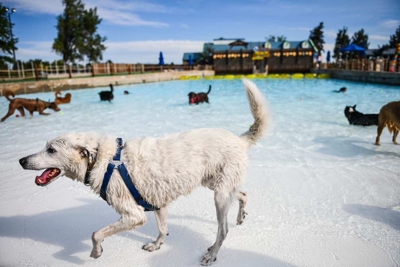 El evento, especialmente organizado para despedir el verano de las mascotas, fue bautizado como Bow Wow Beach Doggie Day.
