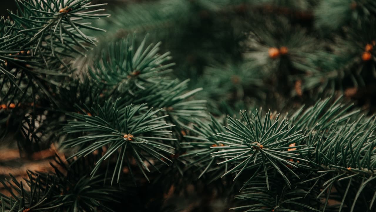 Conoce dónde puedes reciclar tus árboles de Navidad en Chicago