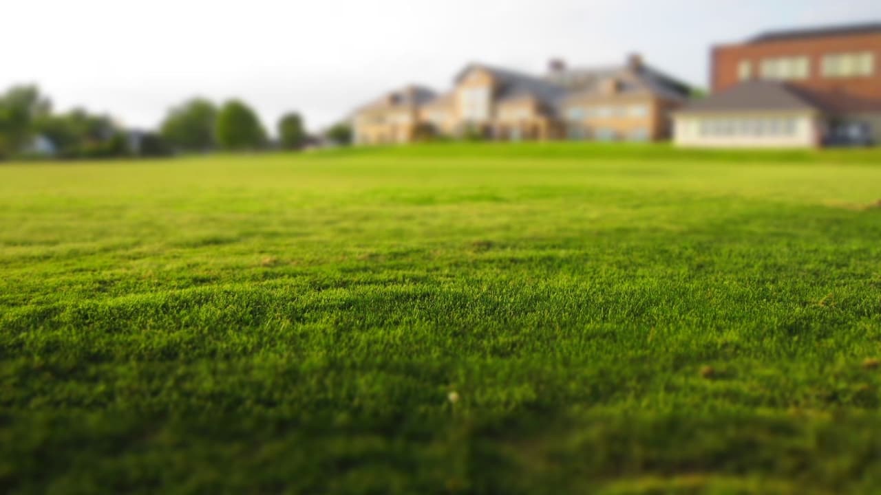 Para evitar que las serpientes invadan tu casa se te 
<b>recomienda limpiar tu patio</b>, no dejar que la hierba o zacate quede muy alto. Si tienes el pasto alto o mucha hierba, eso les ayuda a esconderse y podrían sorprender a tu familia.