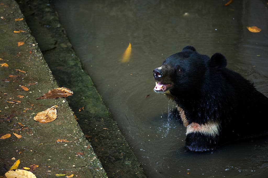 Aseguran que los huesos y la piel del supuesto Yeti bien podrían ser de osos negros o marrones, que habitan usualmente en las montañas de Nepal y Tibet.