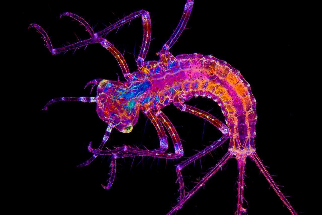 Larva de caballito del diablo, tomada con un aumento de 10X.