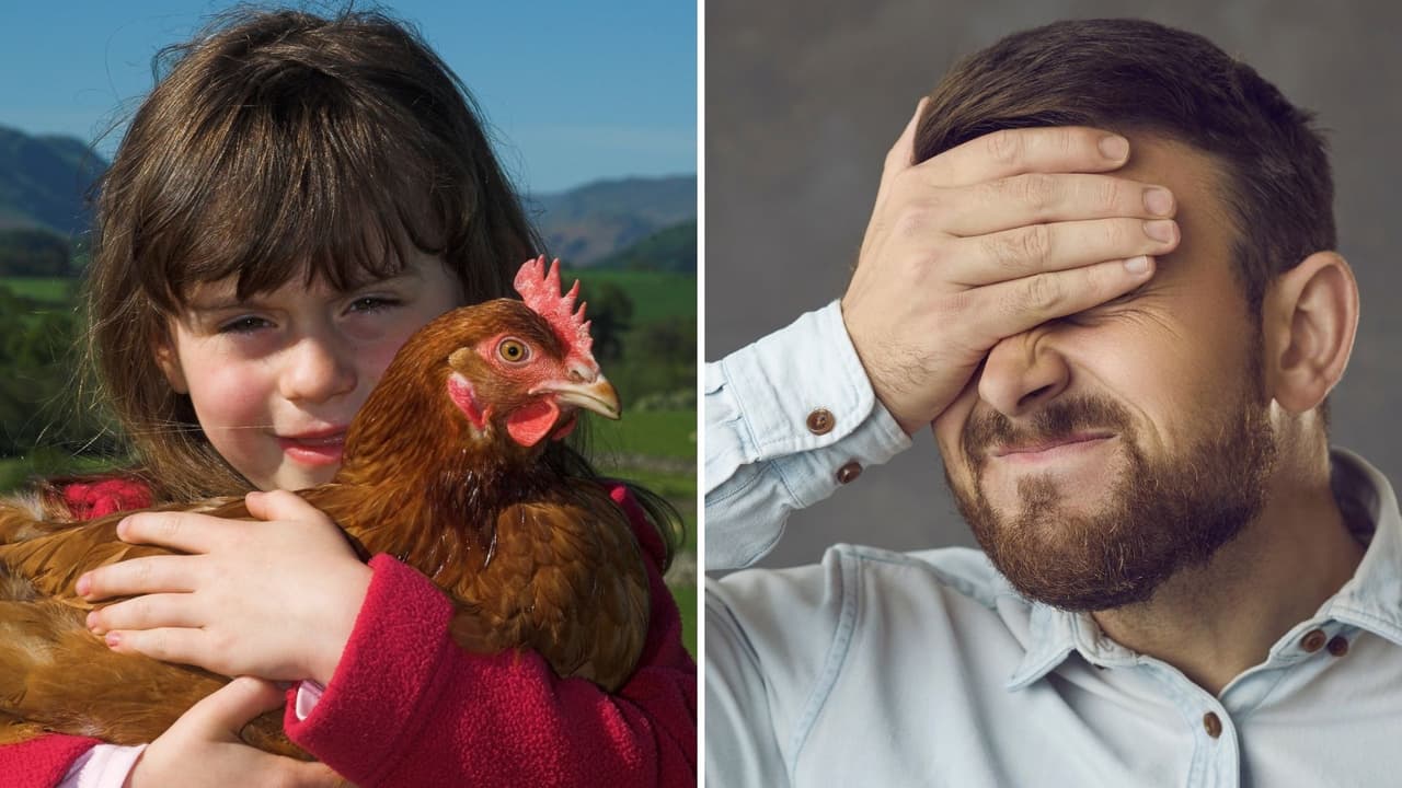 Niña lleva una gallina a la escuela por error: ni sus compañeros entendieron la tarea