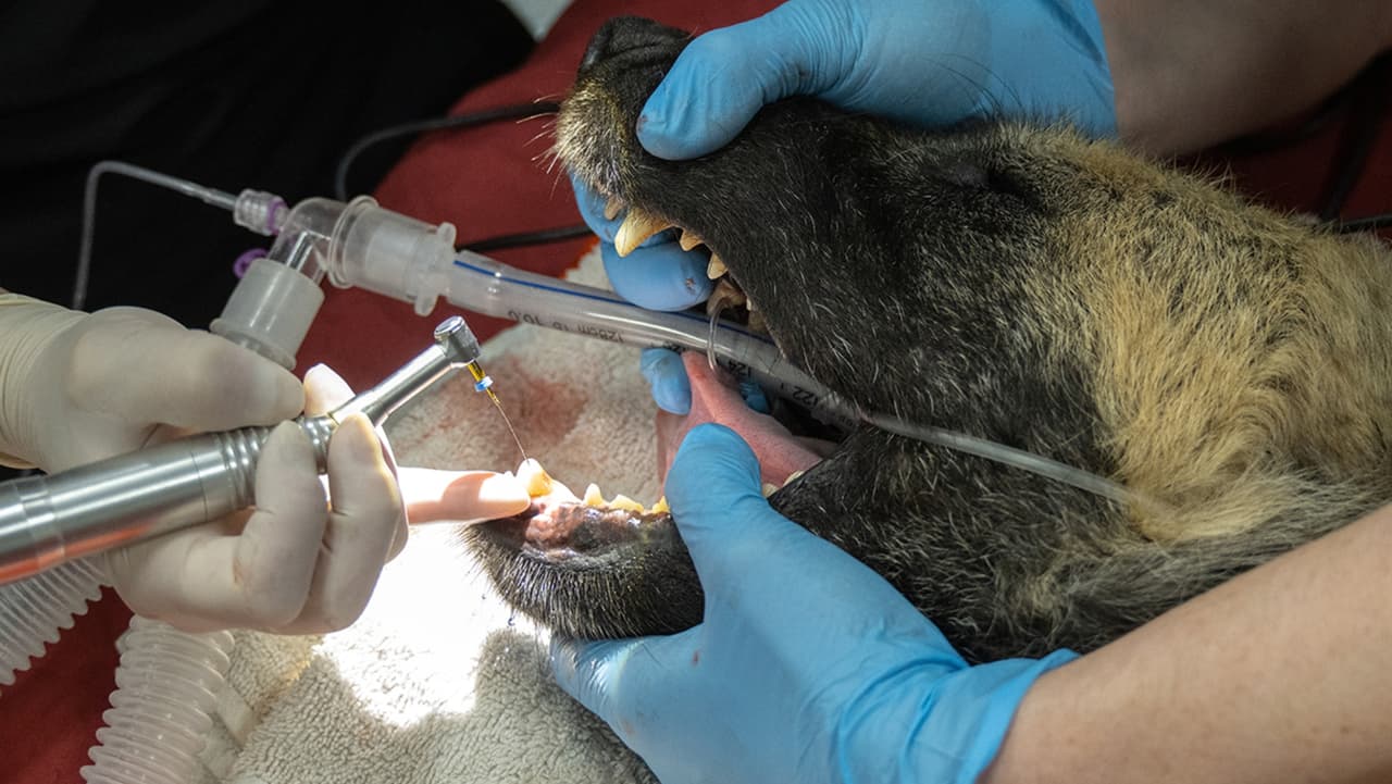 A lo largo de varios días, los procedimientos abarcaron desde consultas, limpiezas y exámenes hasta extracciones y endodoncias.