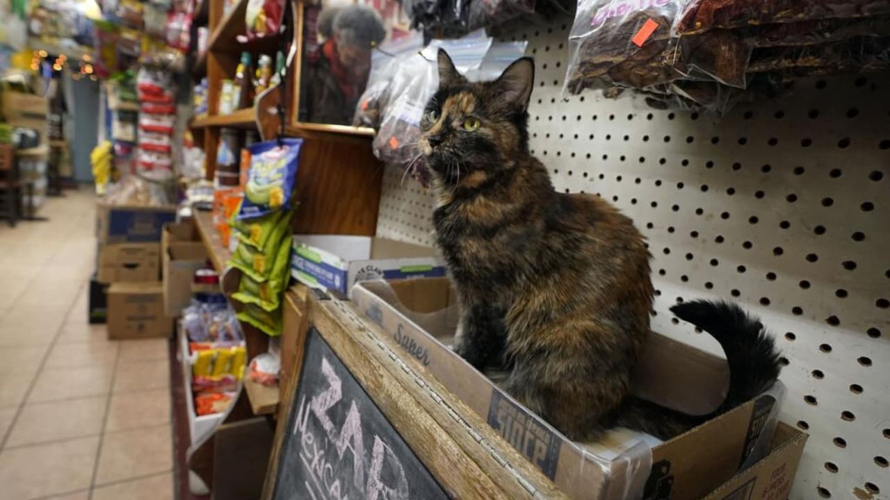Los gatos de las bodegas de Nueva York se encuentran en el centro de un debate entre las regulaciones sanitarias y su papel en el control de plagas urbanas, pues el Departamento de Agricultura y Mercados del estado mantiene una prohibición sobre la presencia de animales en establecimientos que venden alimentos, enfrentando a los comerciantes a posibles sanciones económicas.