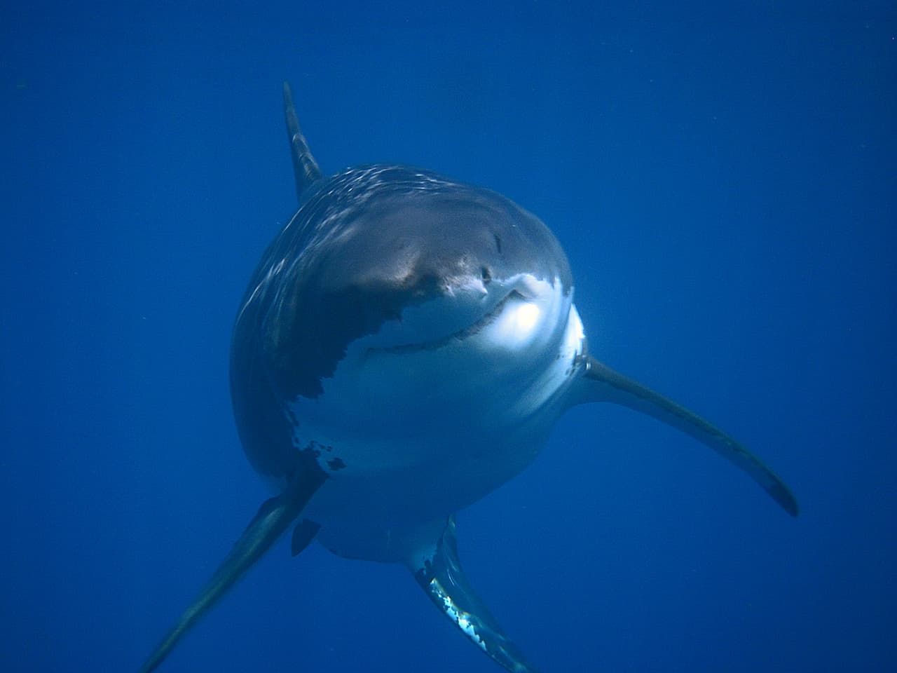 Primero, para reducir tus chances de siquiera toparte con uno de estos escualos, se recomienda evitar aguas turbias y sobre todo donde hayan bocas de desagües. Ya que los desechos atraen a pececillos que se concentran allí a comer y que, en consecuencia, atraen a los tiburones.