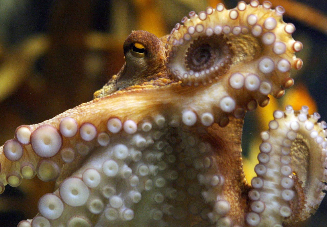 Científicos descubren pulpos que están construyendo pequeñas aldeas