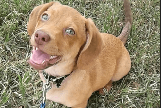 Un perro pitbull ataca mortalmente a una pequeña mascota que caminaba con su dueña en Irving