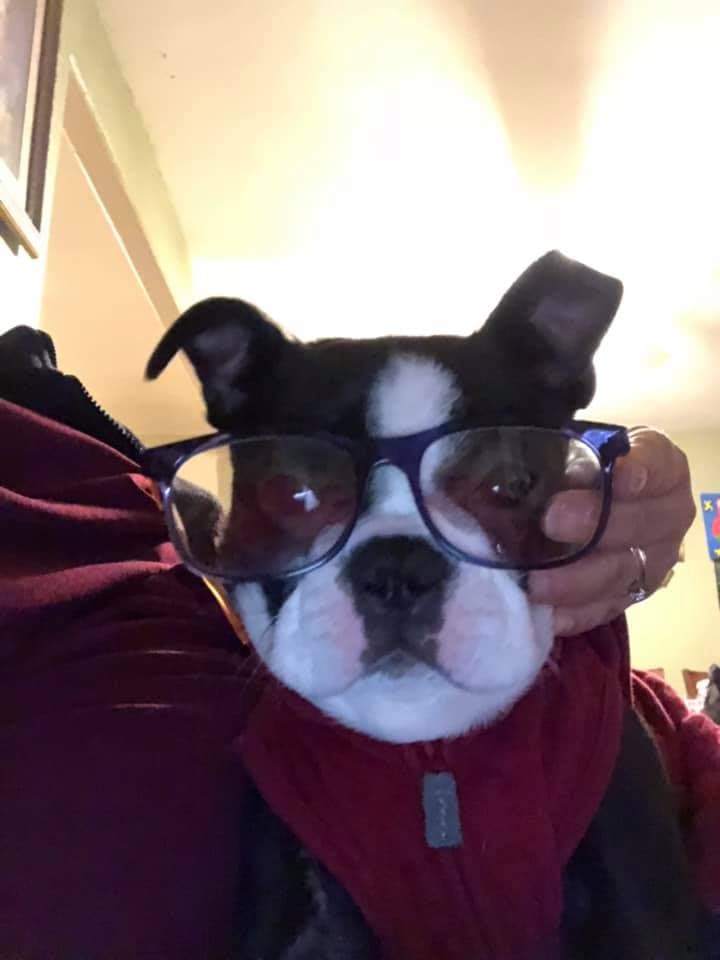 Edit Hern´ández nos envió fotos de sus dos hijos perrunos.