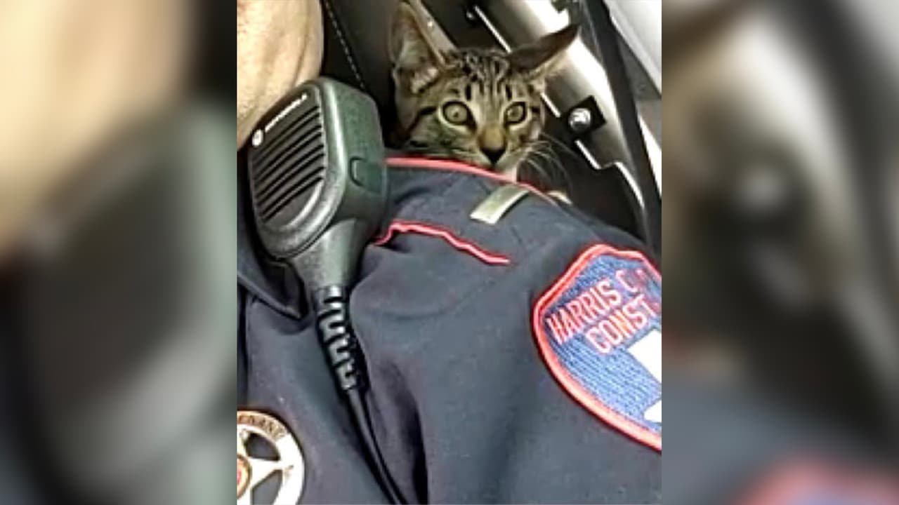 El animalito fue abandonado en una autopista, según dijeron las autoridades.