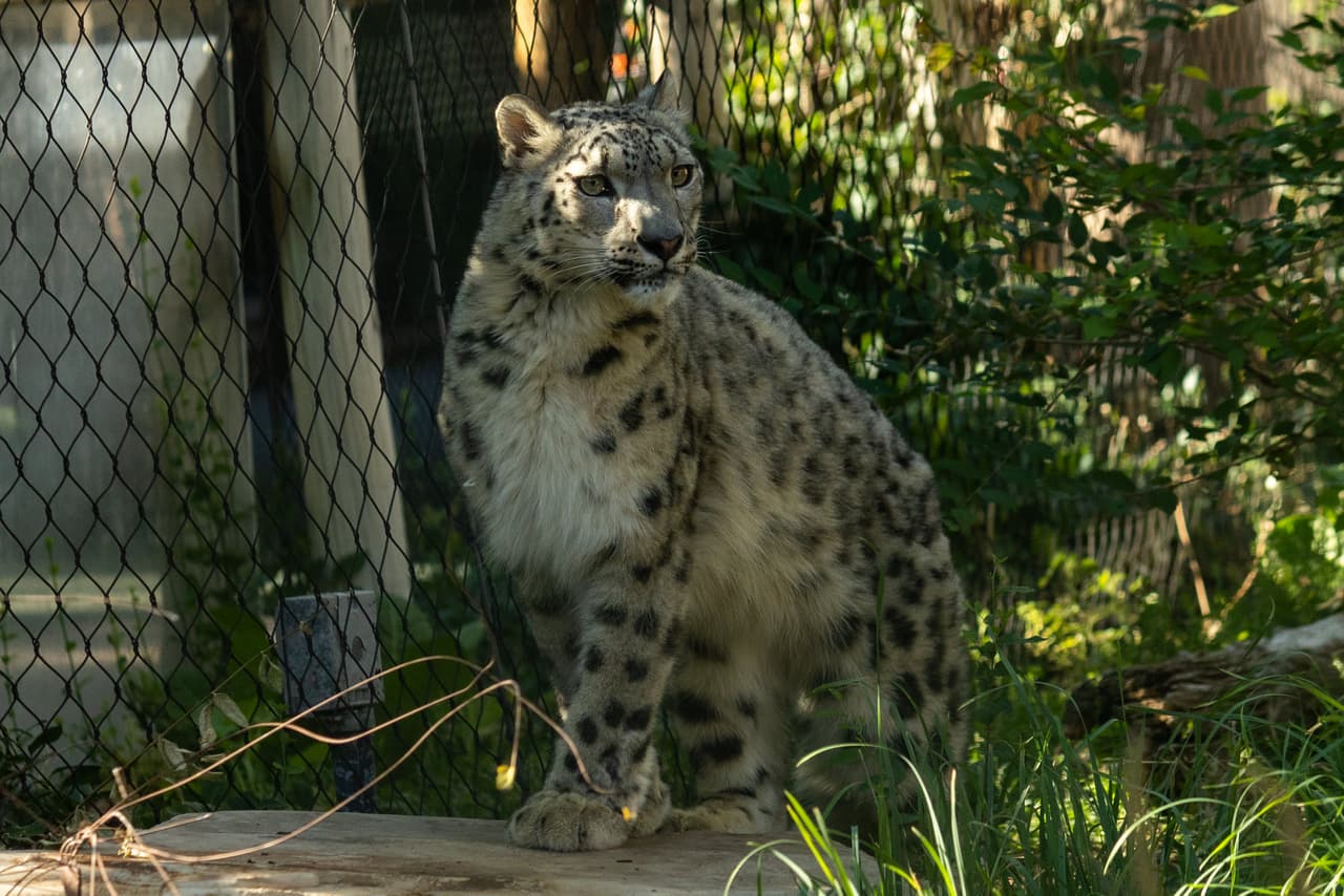 Ella llegó a Utah desde el zoológico de Toledo en Ohio, también como parte del Plan de Supervivencia de Especies.