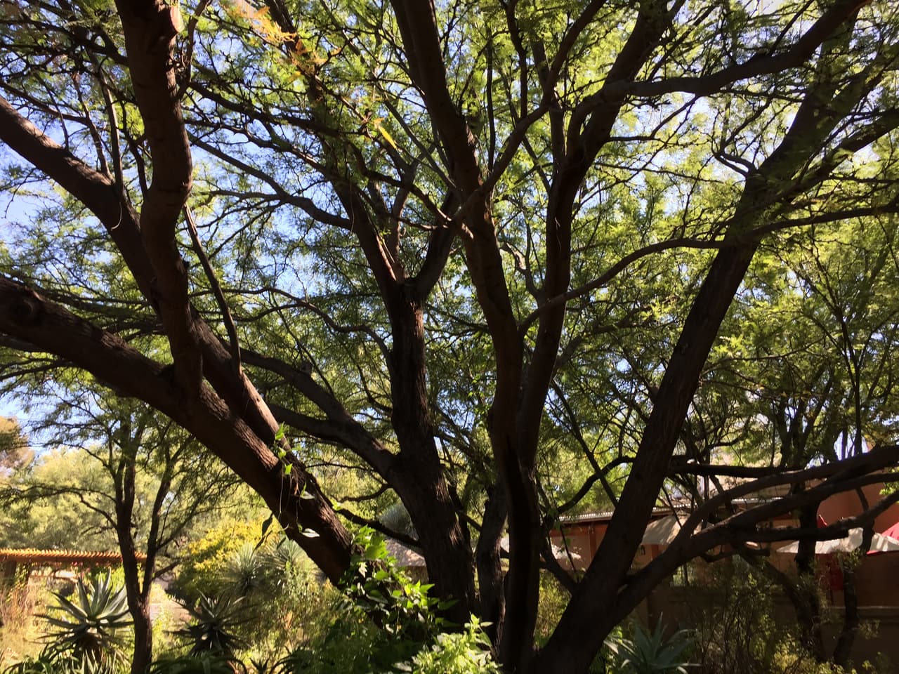 Jardines, color y arte en la exhibición de Frida Kahlo en Tucson