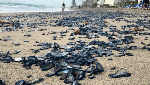 Aguavivas invaden playa en Hallandale Beach