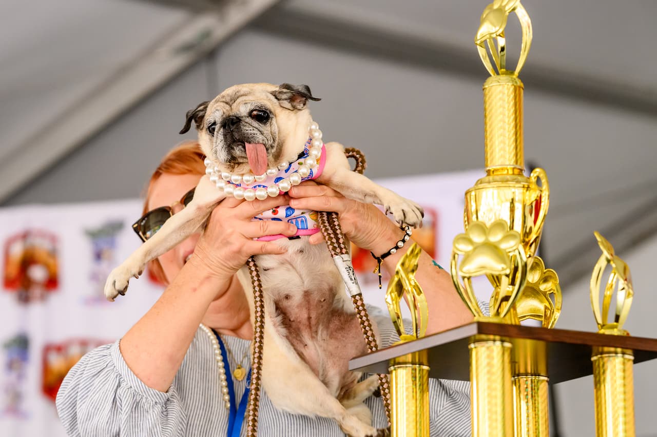 Jinny Lu, una perrita pug rescatada, celebra haber ganado el primer lugar en el concurso del perro más feo del mundo en la Feria del Condado de Sonoma.