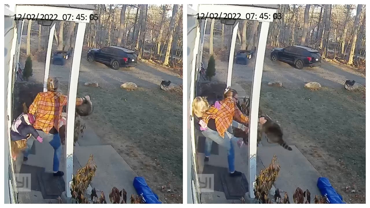 Video muestra a una madre peleando contra un mapache que atacaba a su hija en Connecticut