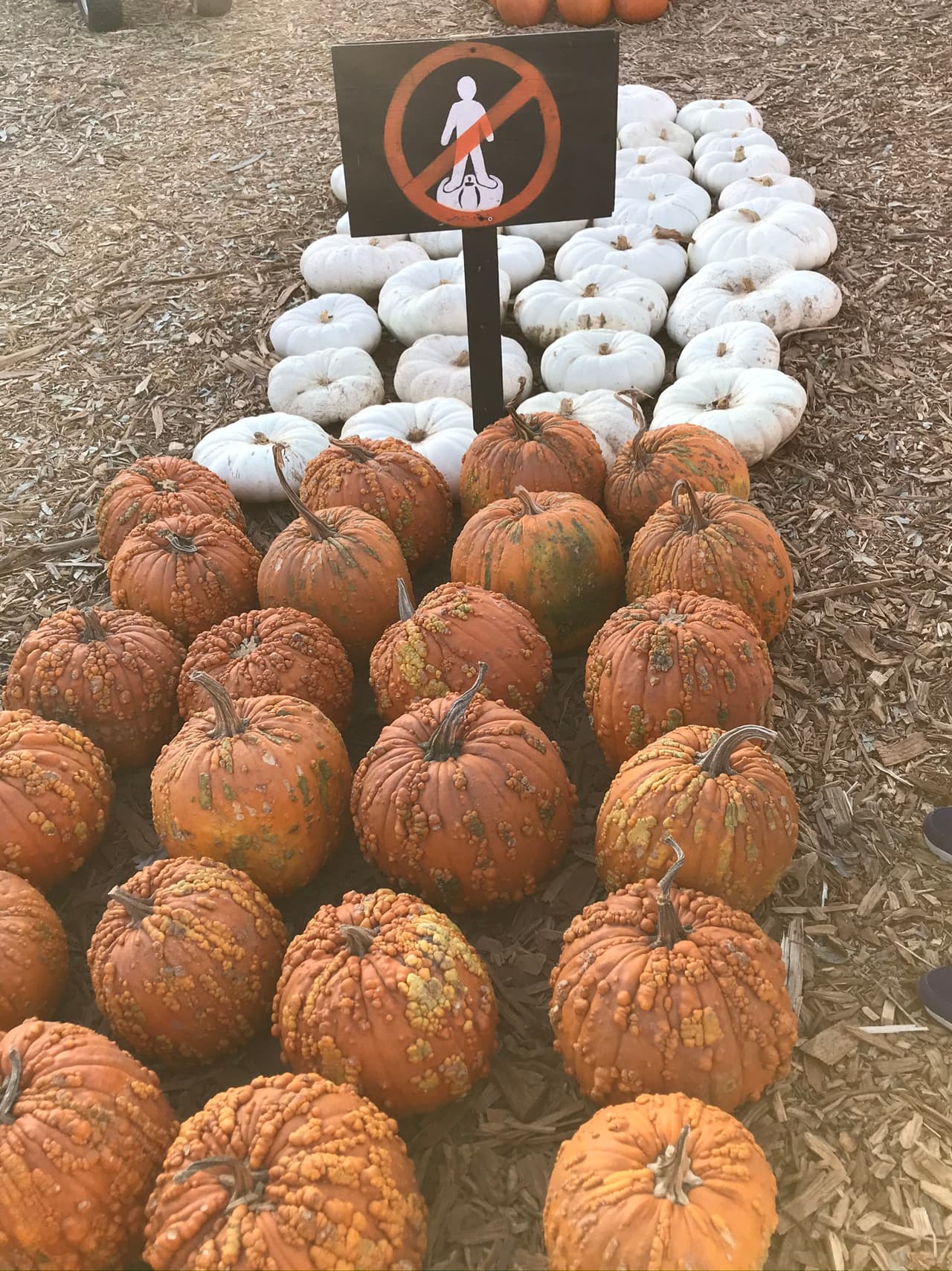 La calabaza verrugoza está en tendencia por lo curioso de su textura. Según los expertos, las verrugas no son señales de ninguna enfermedad en el fruto, y aún cuando son comestibles su sabor no es tan dulce como los frutos sin protuberancias.