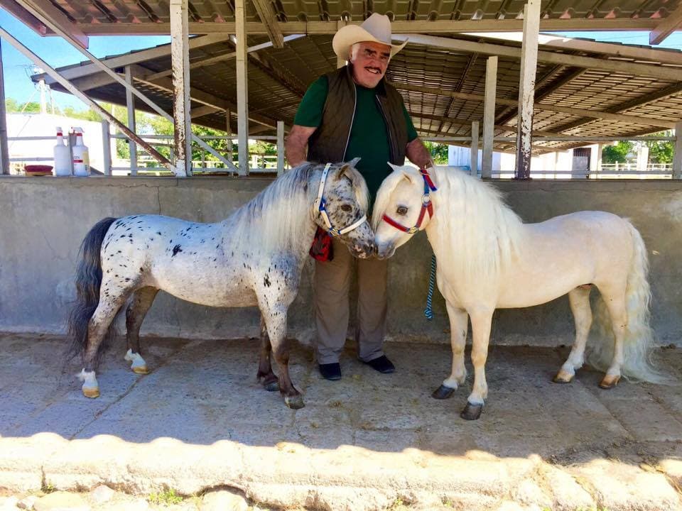 Los caballos miniatura del ícono de la música,
<b>Vicente Fernández</b>, son de los más peculiares.