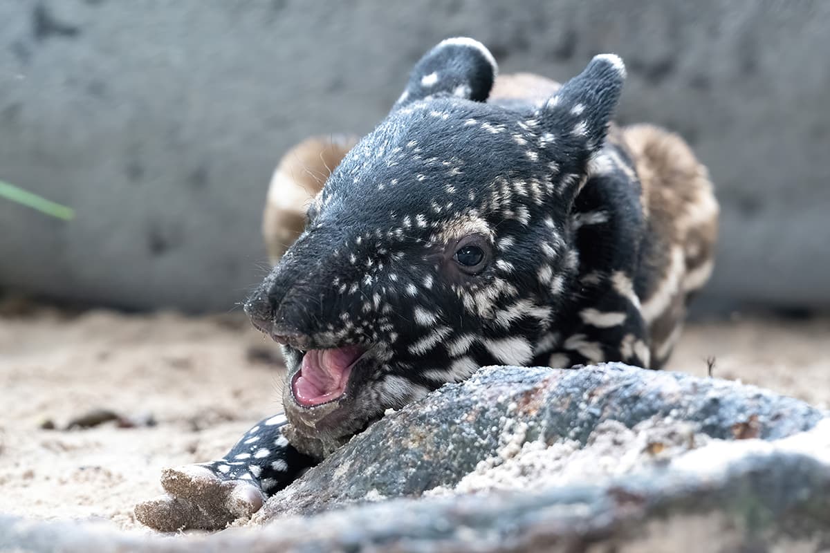 Los tapires malayos son los más grandes de las cuatro especies de tapires que existen.