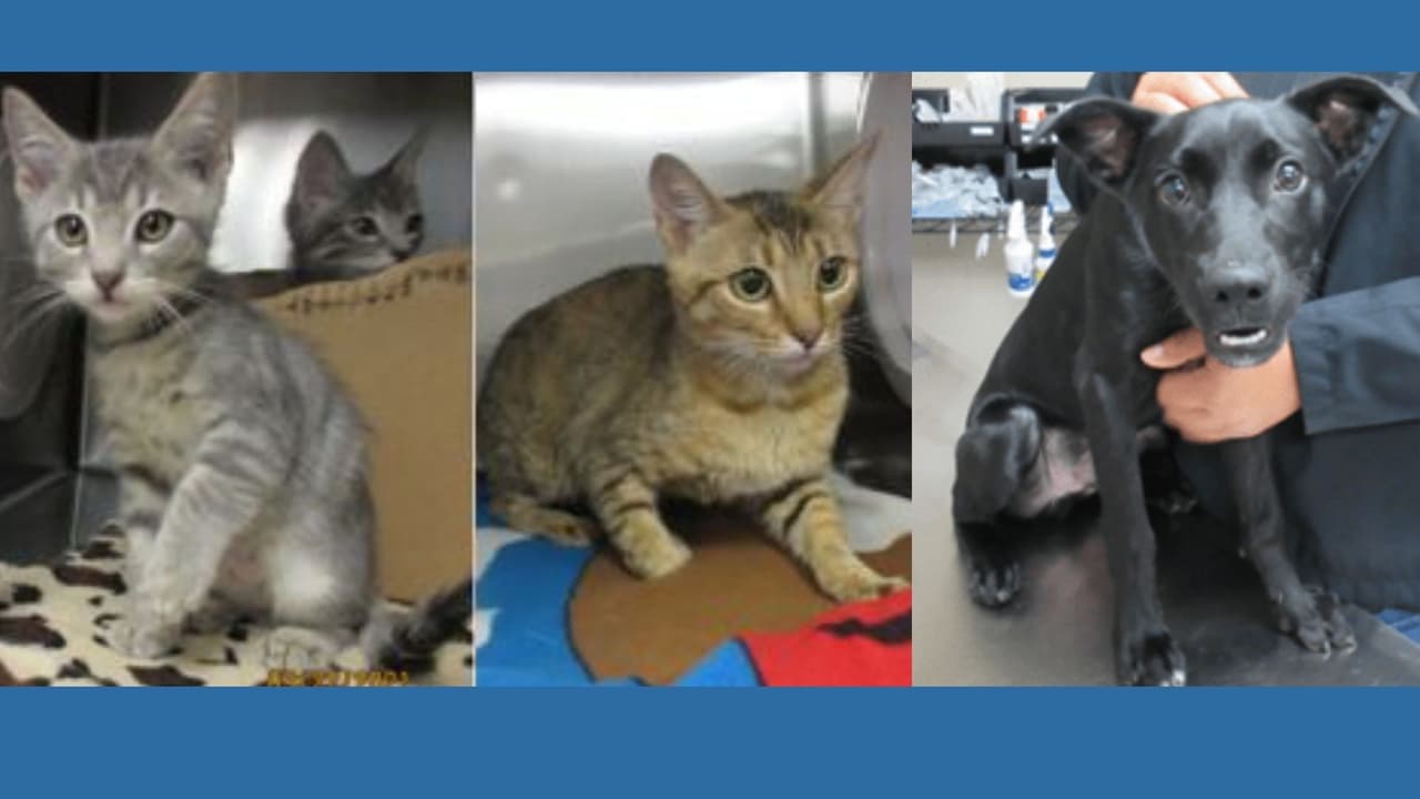 Un pastor alemán asesinado y una gata embarazada abandonada son los nuevos casos de crueldad animal