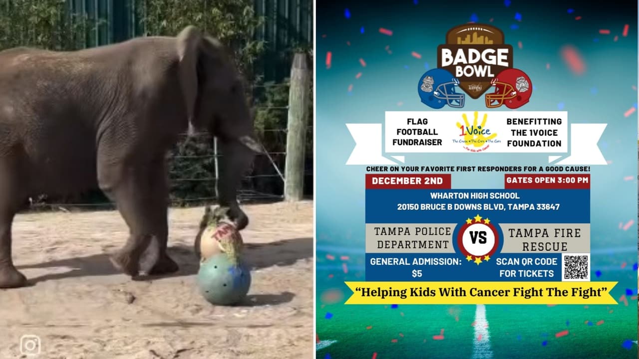 Elefante predice resultado de partido de fútbol americano entre la Policía de Tampa y los bomberos