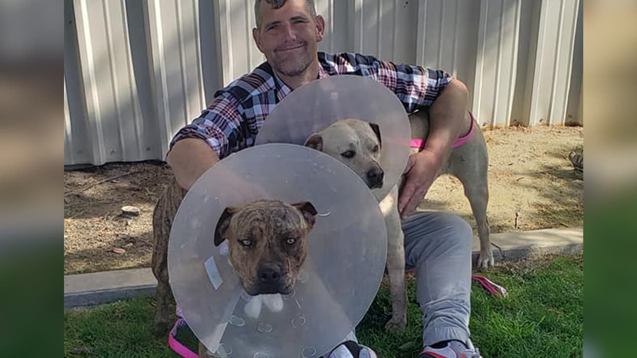 Perros atacados con un hacha están en vías de recuperación y fueron reunidos con su dueño