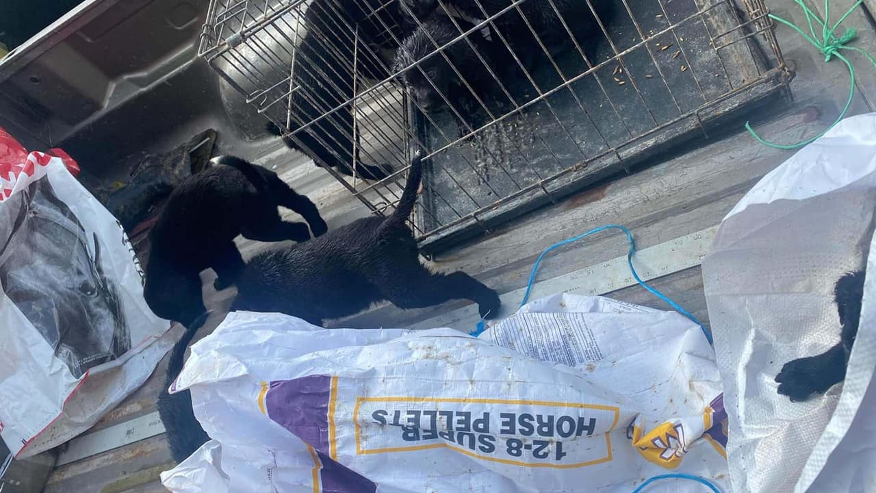 La organización ‘Rescue Texas’ recibió el reporte de un posible caso de maltrato animal el sábado 23 de abril en el área de Crosby.