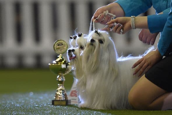 Diferentes razas de perros se hicieron presentes en esta edición de la feria 'Hund and Katz' en la que más de uno se llevo un trofeo.