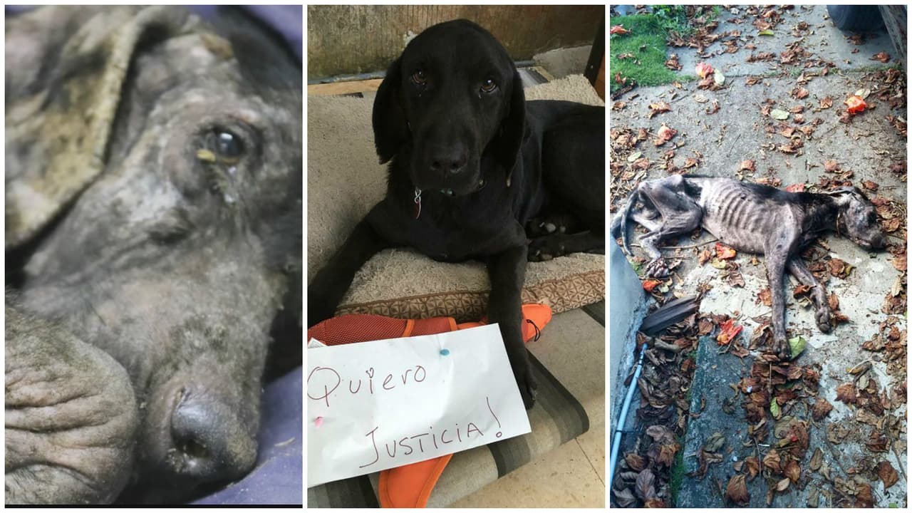 Rabito Kontento lucha por los derechos de los animales en Puerto Rico