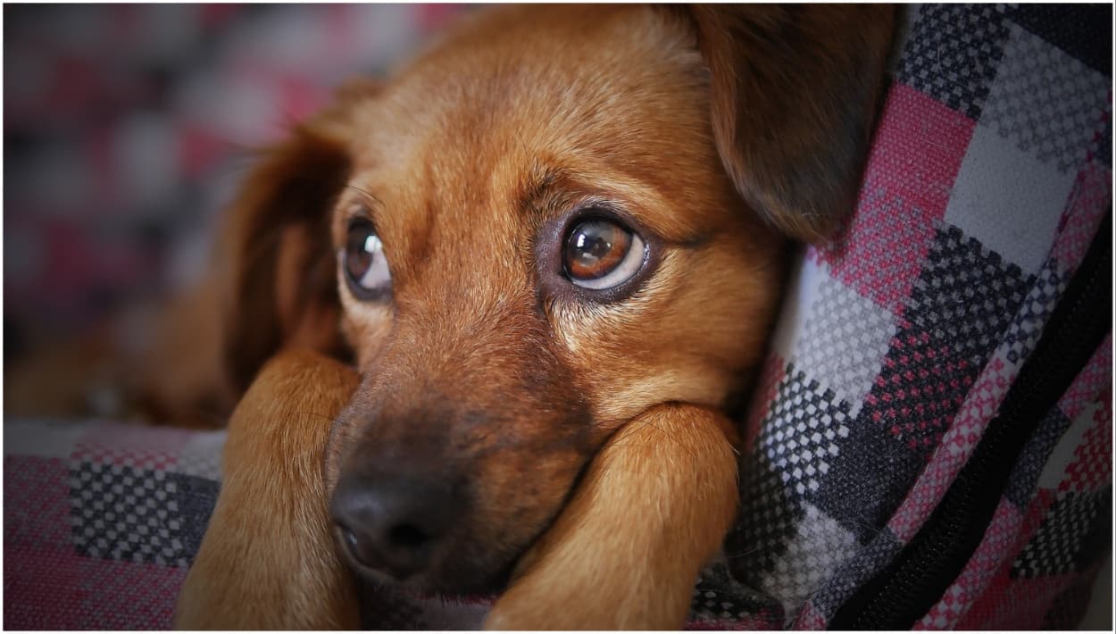 Rara enfermedad afecta a los perros en Chicago: esto es lo que se sabe