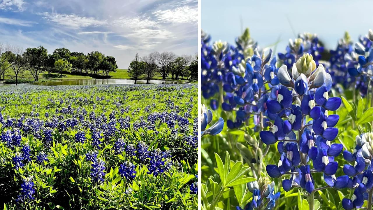 Es abril, la temporada de bluebonnets en el norte de Texas y varios senderos ya se pintan de azul y violeta. Así que te tenemos algunos campos de bluebonnets que puedes recorrer y tomarte fotografías en el norte de Texas.