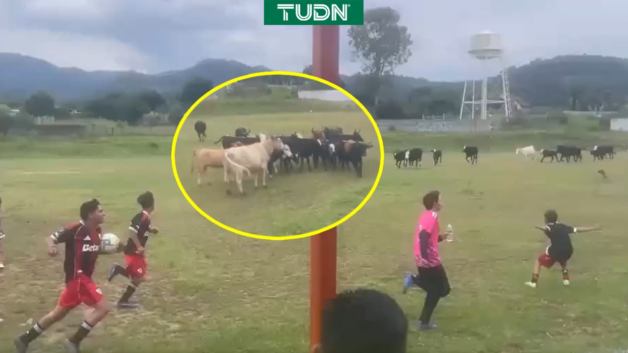 ¡Insólito! Vacas invanden la cancha y detienen partido de futbol