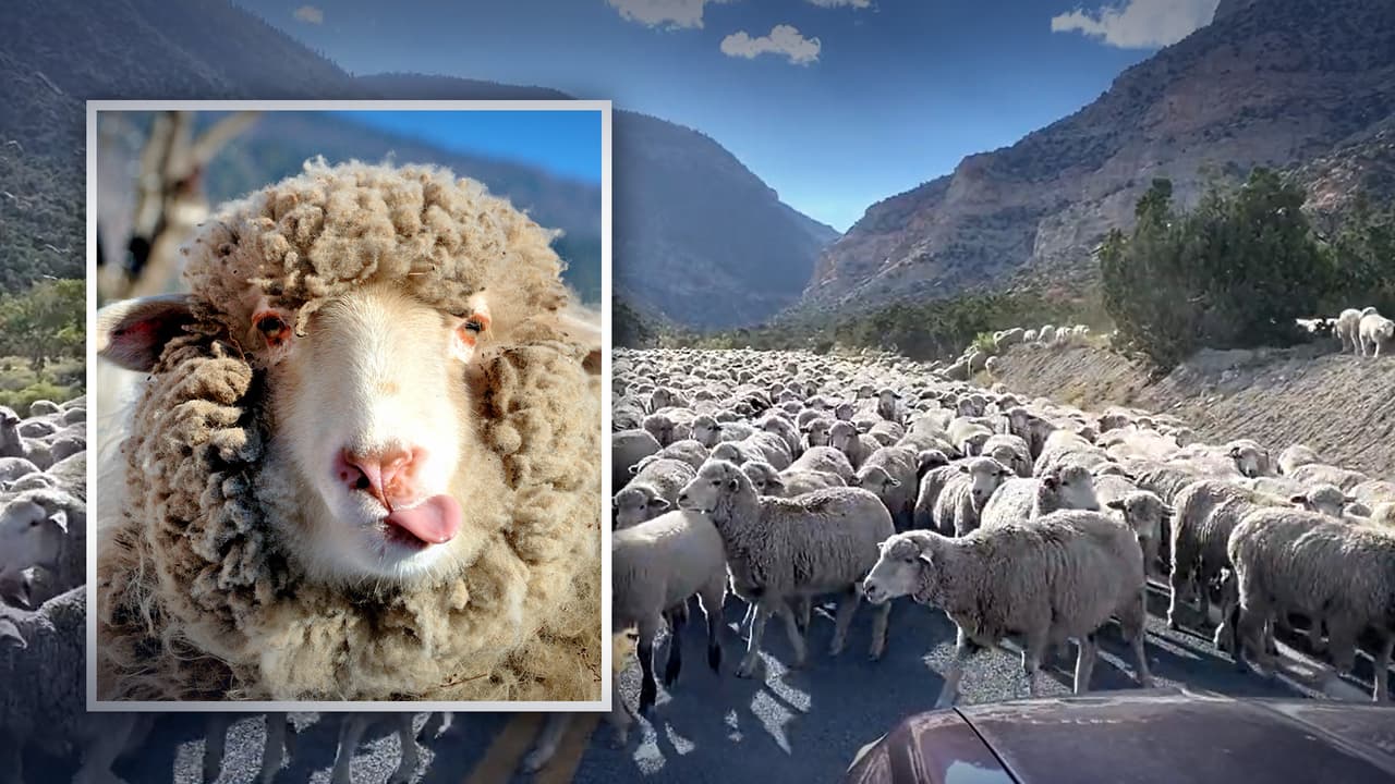Llegué tarde por culpa de ¿las ovejas? Cientos invaden el camino en un parque de Utah