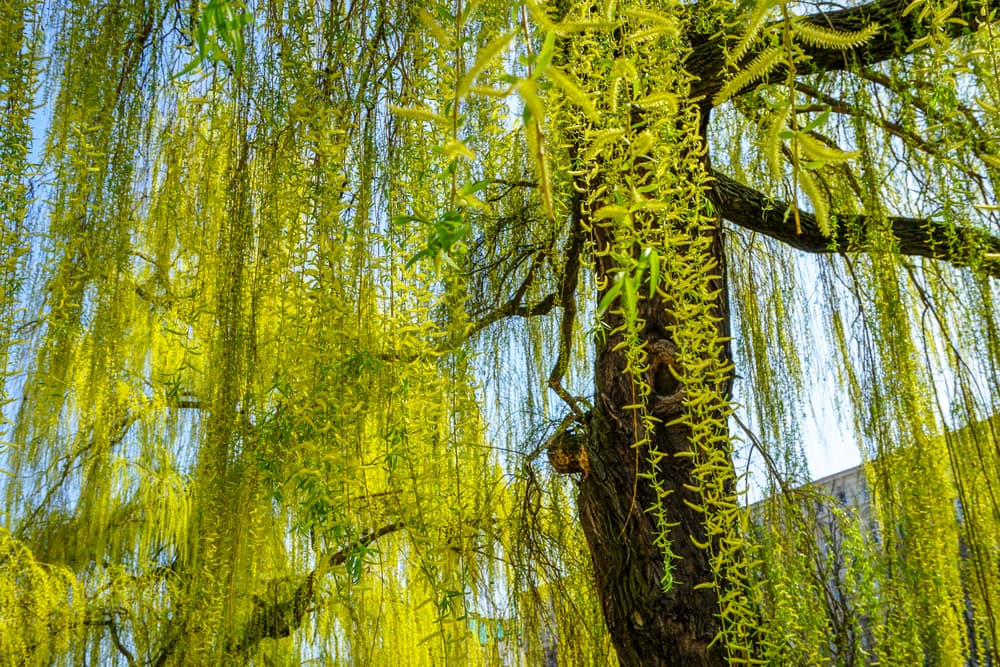 El sauce también es un árbol que está del lado bueno de un Capricornio.