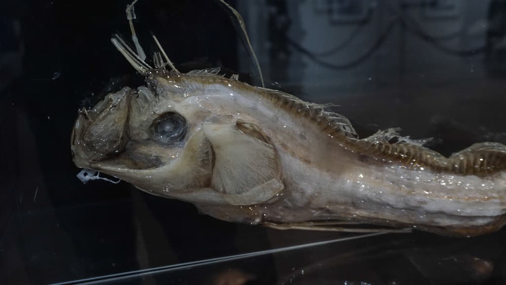 Y aquí viene la posible explicación científica, pues podría ser que cambios sutiles en la corteza terrestre en el fondo del mar antes de un terremoto podrían hacer que la corriente revuelva y empuje a las criaturas desde la profundidad a la que están acostumbradas, hacia la superficie.