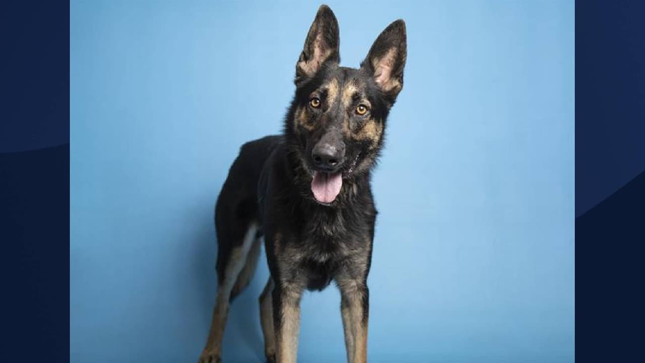 Según AHS, todas las mascotas en adopción
<i> están esterilizadas/castradas, con microchip y al día con todas las vacunas</i>. Quienes adopten a una mascota [del 7 a 11 de junio] también recibirán una bolsa de comida 
<i>Hill's Science Diet</i> y un examen veterinario gratuito con 
<i><a href="https://vcahospitals.com/find-a-hospital?t=85033" target="_blank">VCA Animal Hospitals. </a></i>
<br> 
<br> 
<br>[Pooh está en adopción, Para obtener más información sobre él, 
<a href="https://www.azhumane.org/pet-details/?id=A668365" target="_blank">haga clic aquí</a>]
<br>