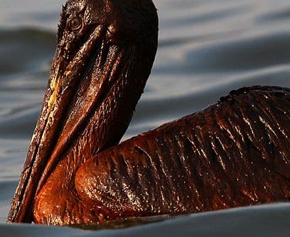 Marea negra. Texas, Louisiana, Missisipi y Florida se encuentran bajo estado de desastre. La industria pesquera está detenida y miles de trabajadores sin empleo. El Departamento de Comercio aprobó una declaración para proteger a las comunidades afectadas pero nadie puede asegurar nada. ¿Por qué? Porque la tragedia es demasiado grande y nadie, como dijo el gobernador de Florida, Charlie Crist, , puede garantizar "de que podemos proteger a los pescadores que trabajan arduamente".