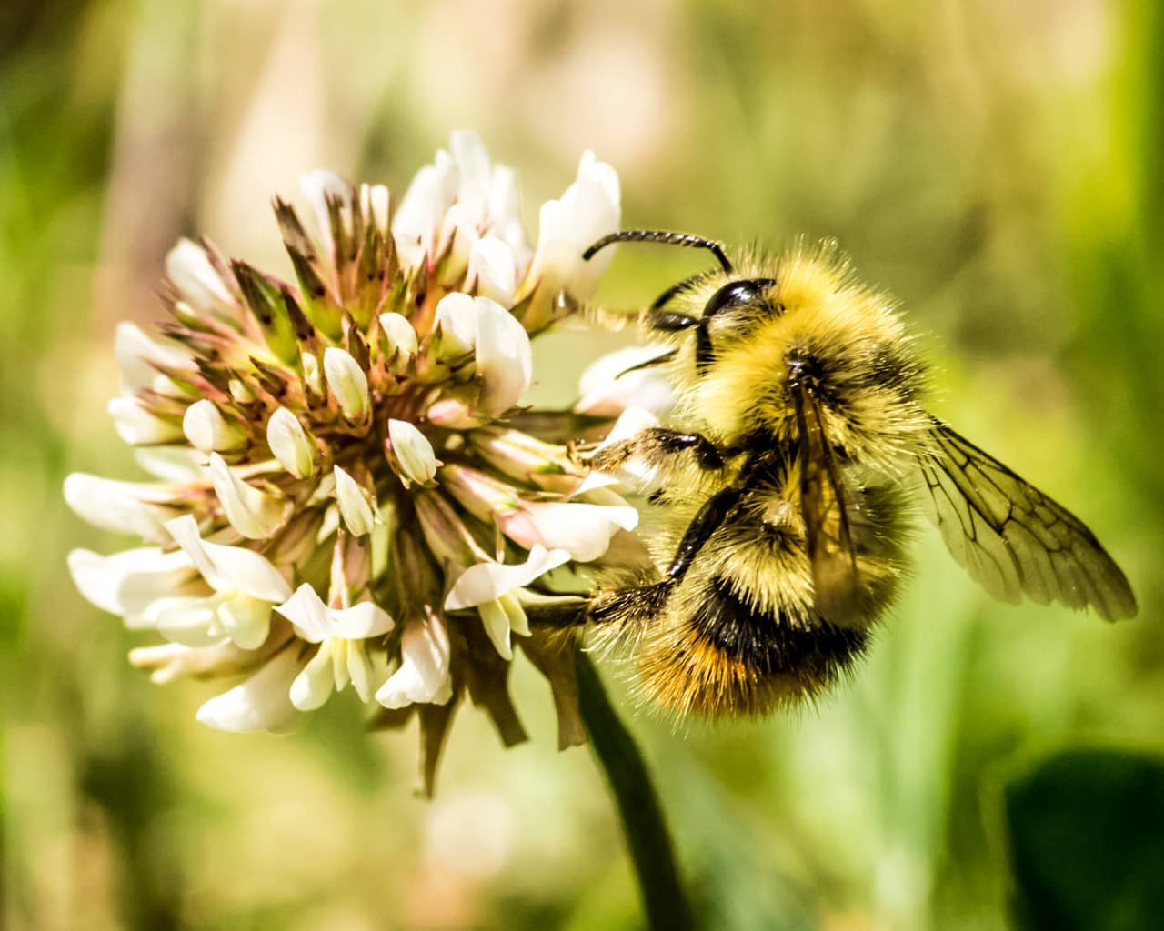 Un abejorro (
<i>Bombus perplexus</i>) posado sobre una flor, como la comparte Gabriel Best de Estados Unidos a susu 19 años de edad.