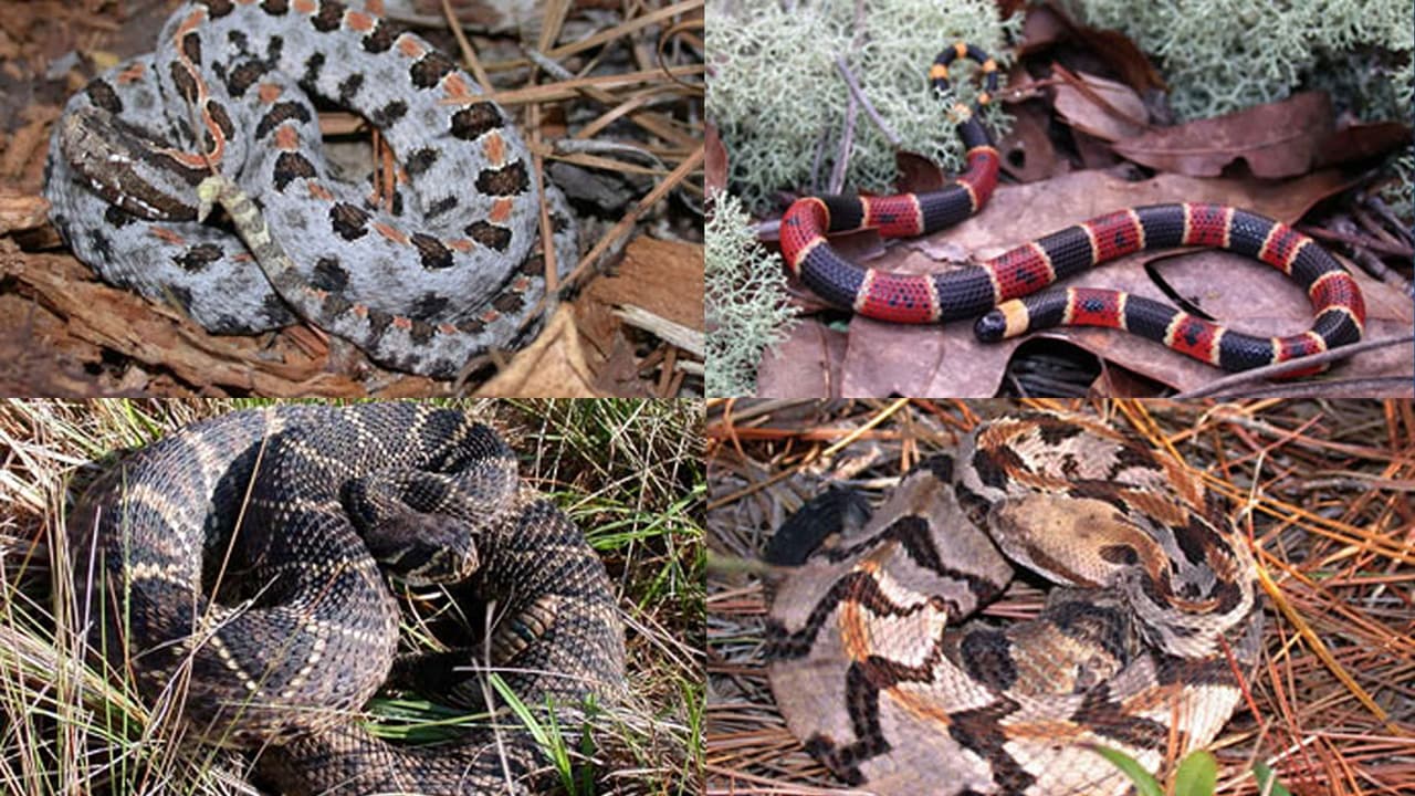 Según el Departamento de Recursos Naturales, las probabilidades de que mueras por una mordedura de serpiente son más bajas que fallecer por causa de un rayo. A pesar de eso, recomiendan dejarlas en paz si se les ve.